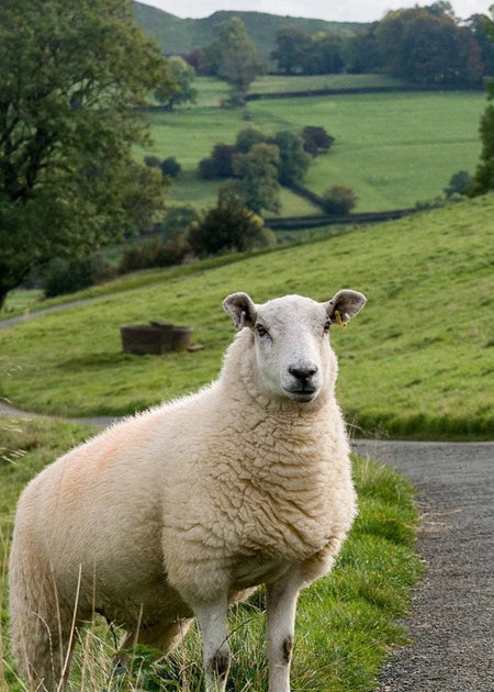 10 Tips On How To Wash Wool Safely – Susan Fosse